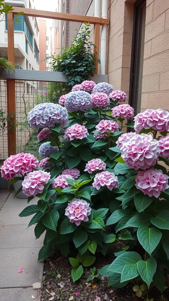 A vibrant display of pink and purple hydrangeas in an urban garden setting.