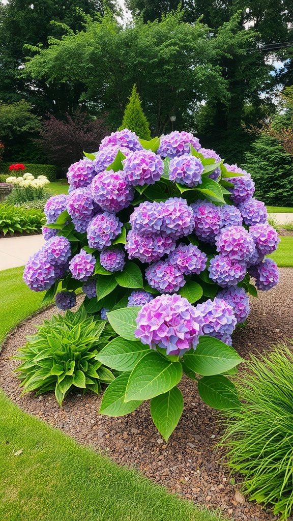 A vibrant hydrangea bush with purple and blue flowers surrounded by green foliage in a garden setting.